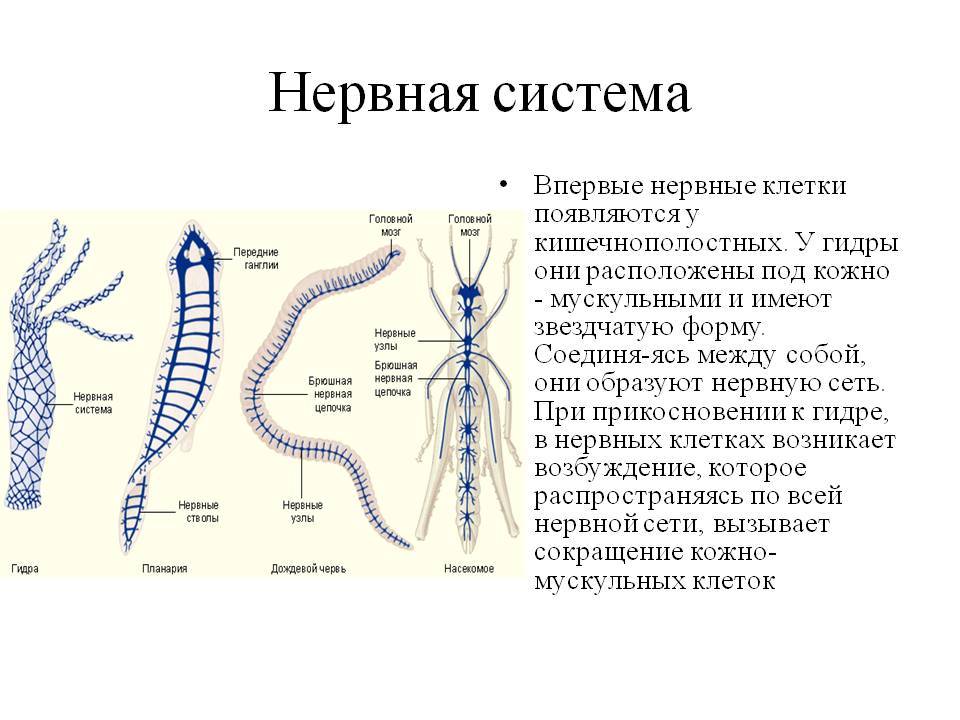 Kraken 14 at сайт