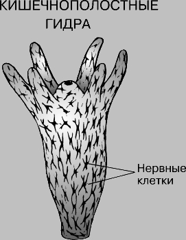 Кракен ссылки тор рабочая